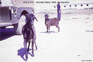 181- ARMEE DE L'AIR EN ALGERIE 1945-1962-29 (49)